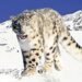 Livestock farming faces threat after increasing leopard attacks in upper Mustang