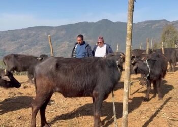 Farmers receiving 400 hybrid buffalo bulls to promote employment