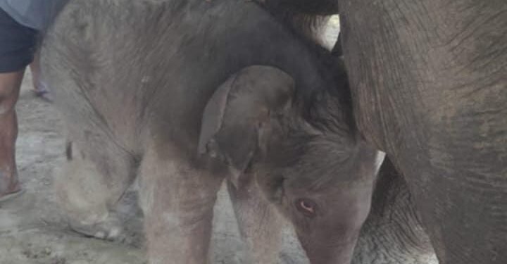 Elephant Breeding Centre welcomes new calf
