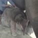 Elephant Breeding Centre welcomes new calf