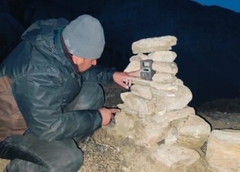 Monitoring of rare snow leopard begins in upper Mustang