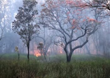 One dies in forest fire