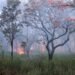 One dies in forest fire