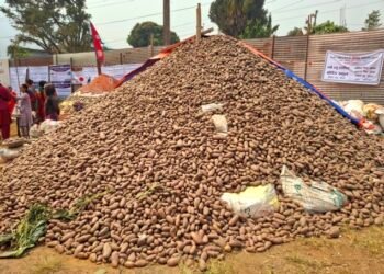 Nat’l Potato Festival begins in Hemja