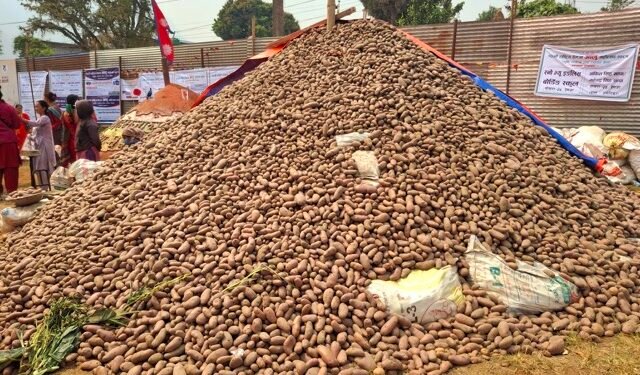 Nat’l Potato Festival begins in Hemja