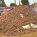 Nat’l Potato Festival begins in Hemja