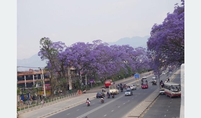 Blooming jacaranda trees adorn Ring Road in Lalitpur