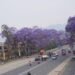 Blooming jacaranda trees adorn Ring Road in Lalitpur