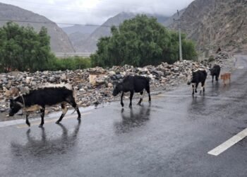 ‘Native breed of dwarf lulu cows awaits conservation’
