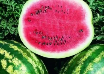 Watermelon farming expanding in Kundahar, Pokhara