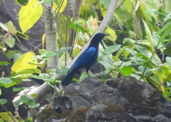 Malabar Whistling spotted for the first time in Nepal