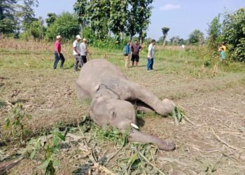 Wild elephant found dead in Barahakshetra