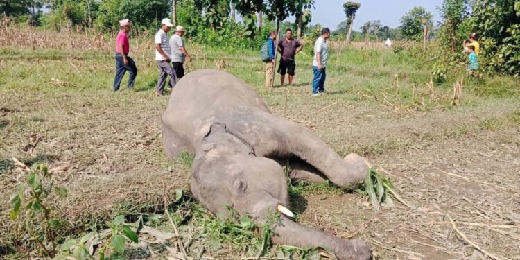 Wild elephant found dead in Barahakshetra