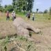 Wild elephant found dead in Barahakshetra