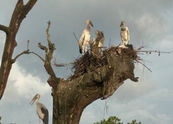 Migratory birds start hatching