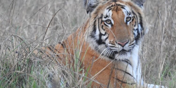 ‘Tiger conservation contributes to eco-tourism, economic gains’