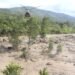 NA rescues couple safely from island of flooded river
