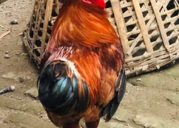 Chicken anemia virus detected in Chitwan