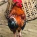 Chicken anemia virus detected in Chitwan