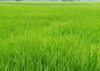 77% paddy seedlings transplantation completed in Madhes