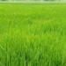 77% paddy seedlings transplantation completed in Madhes