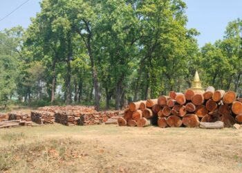 Wood decays in forest for lack of policy