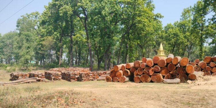 Wood decays in forest for lack of policy