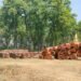 Wood decays in forest for lack of policy