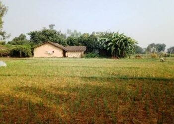 Farmers making good income from zero tillage-based garlic cultivation in Kanchanpur