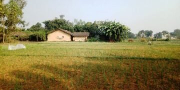 Farmers making good income from zero tillage-based garlic cultivation in Kanchanpur