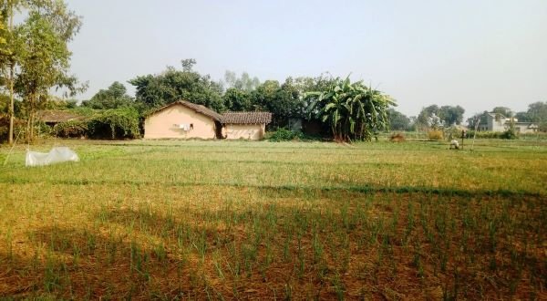 Farmers making good income from zero tillage-based garlic cultivation in Kanchanpur