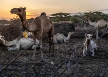 Camels replace cows as Kenya battles drought