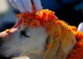 Kukur Tihar being observed today