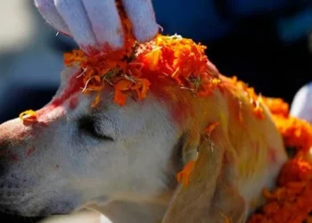 Kukur Tihar being observed today