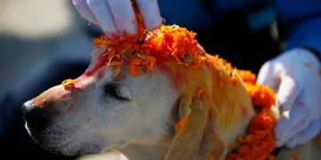 Kukur Tihar being observed today