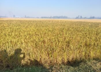 Indigenous Kalanamak variety of rice on verge of disappearance in Banke