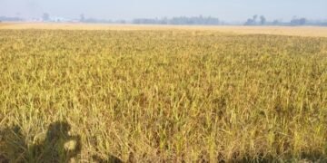 Indigenous Kalanamak variety of rice on verge of disappearance in Banke