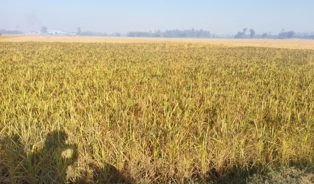 Indigenous Kalanamak variety of rice on verge of disappearance in Banke