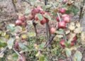 Apple farming successful in Ghunsa and Phaletar