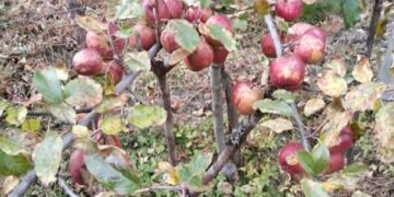 Apple farming successful in Ghunsa and Phaletar