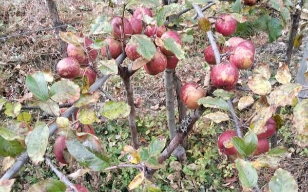 Apple farming successful in Ghunsa and Phaletar