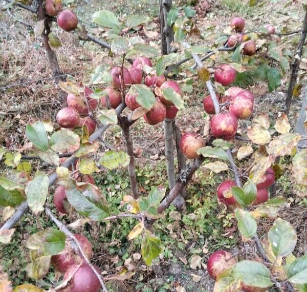 Apple farming successful in Ghunsa and Phaletar