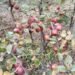 Apple farming successful in Ghunsa and Phaletar