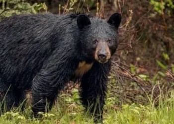 Three individuals injured in a bear attack in Humla