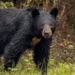 Three individuals injured in a bear attack in Humla