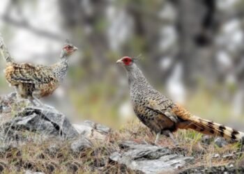 Number of rare bird, Cheer Pheasant, increasing in Myagdi’s Kaligandaki Basin