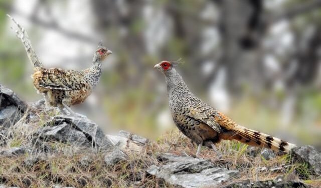 Number of rare bird, Cheer Pheasant, increasing in Myagdi’s Kaligandaki Basin