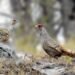 Number of rare bird, Cheer Pheasant, increasing in Myagdi’s Kaligandaki Basin