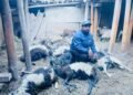 19 sheep killed in snow leopard attack in Mustang