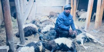 19 sheep killed in snow leopard attack in Mustang